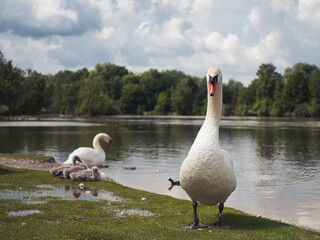 Schwan Familie