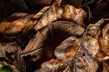 Brown autumn leaf decay in a natural forest setting.