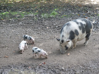 H&auml;ngebauchschweine