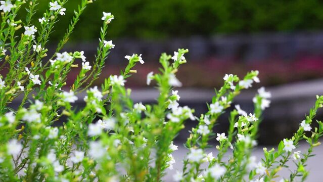 Cuphea hyssopifolia (also called false heather, Mexican heather, Hawaiian heather, elfin herb) with a natural background