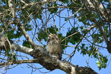Fototapeta na wymiar Great Horned Owls
