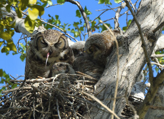 Great Horned Owls