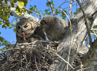 Great Horned Owls