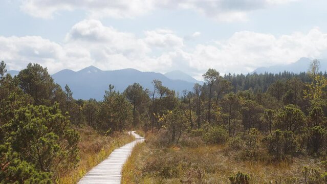 moor landscape with wonderful plants, trees and herbs with a wooden planks and Mountains in the background