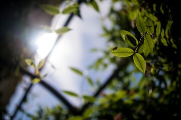 Leaves of shrubs in a botanical garden on a bright sunny day. Warm colors, beautiful bokeh. Summer months full of well-being. Energy and beauty.