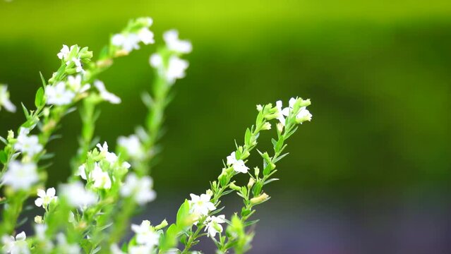 Cuphea hyssopifolia (also called false heather, Mexican heather, Hawaiian heather, elfin herb) with a natural background