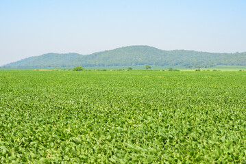 Fototapeta na wymiar soy field image (campo de soja imagem) 