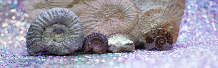close up view of a ammonite