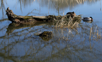 Resting ducks