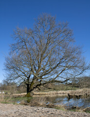 Lonely tree in water