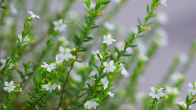 Cuphea hyssopifolia (also called false heather, Mexican heather, Hawaiian heather, elfin herb) with a natural background