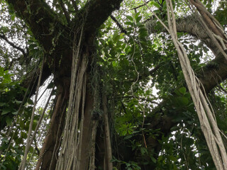 Very old fig tree with large aerial roots. A ancient plant called Ficus elastica, banyan tree roots.