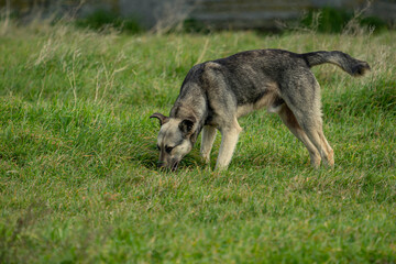 Guard dog looking into the wild. 