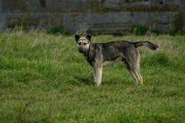 Guard dog looking into the wild. 