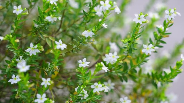 Cuphea hyssopifolia (also called false heather, Mexican heather, Hawaiian heather, elfin herb) with a natural background