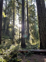 Sunlight shining through trees with solar flair