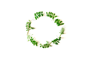 A composition of green leaves on a white background in the shape of a circle. Frame, copy space
