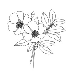 Vector line drawing of magnolia flowers bouquet. Isolation illustration on a white background. EPS 10