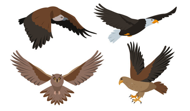 Set of predatory birds. Flying Owl, eagle, kite, hawk and vulture bird in different poses isolated on white. Nature, wildlife, birdwatching and ornithology. Vector cartoon or flat icon illustration.