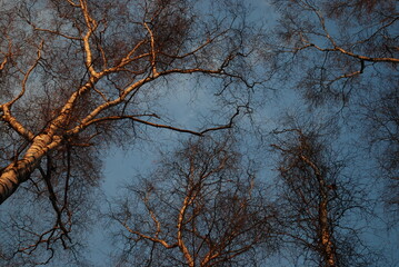 Drzewa rozsiane na niebie 