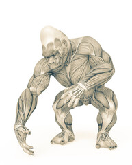 gorilla is doing a pick up pose on muscle map anatomy style