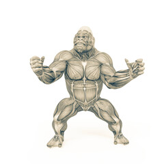 gorilla is doing a ready to fight pose on muscle map anatomy style