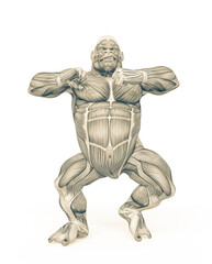 Fototapeta premium gorilla is doing a skirmish pose on muscle map anatomy style