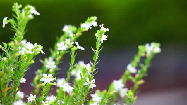 Cuphea hyssopifolia (also called false heather, Mexican heather, Hawaiian heather, elfin herb) with a natural background