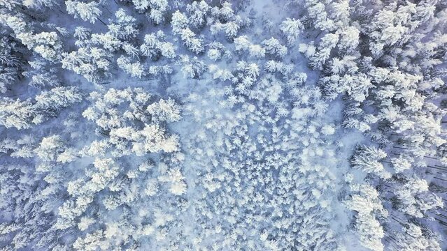 Drone shooting of a winter spruce forest in the snow. Beautiful landscape with frost on the trees

