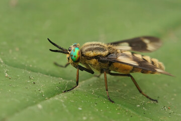 Closeup on a colorful green eyed, twin-lobed deerfly, Chrysops relictus, sitting on a green leaf