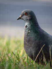 A rock dove in the grass