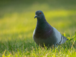 A rock dove in the grass