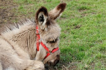 Obraz premium âne Catalan