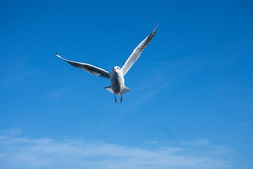 seagull flying in the blue sky