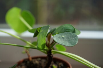 plant in the garden