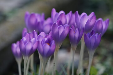 spring crocus flowers