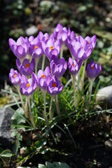 purple crocus flower