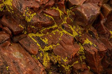 Bright Green Lichen Grow On Petrified Wood