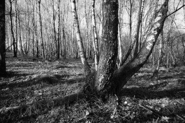 Birken Wald, Betula pendula in einem Niederwald mit Sonnenschein und zur winterlichen Jahreszeit