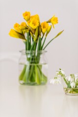 Freshly picked daffodils, on a table in a glass vase. Symbol of spring.