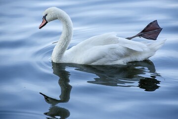 mirroring duck on the river, drenched water, photos in the city center, feeding ducks is forbidden, snack in the meal