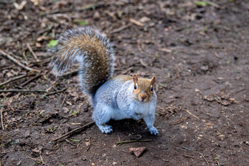squirrel in the park