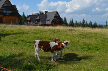 Fototapeta na wymiar Podhale, Zakopane, krowy przy góralskich domach na Gubałówce