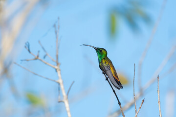 Male Green-throated Mango hummingbird, Anthracothorax viridigula,  perched and resting in dry branches with his tongue out.