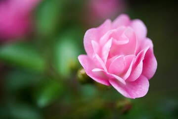 Fototapeta premium Rose flower close-up. White - pink flower. Flora.