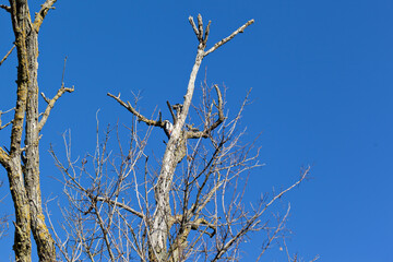 Woodpecker on a leafless tree against the blue sky