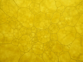 yellow macro bubbles