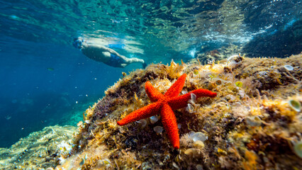 une nageur  s' approche d' une étoile de mer en méditerranée 