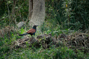 The Greater Coucal bird on tree. Beautiful wall mounting. Background for wall mounting 