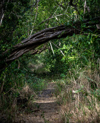 Overgrown Trail to Bear Lake in Everglades